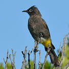 Bulbul du Cap