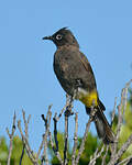 Bulbul du Cap