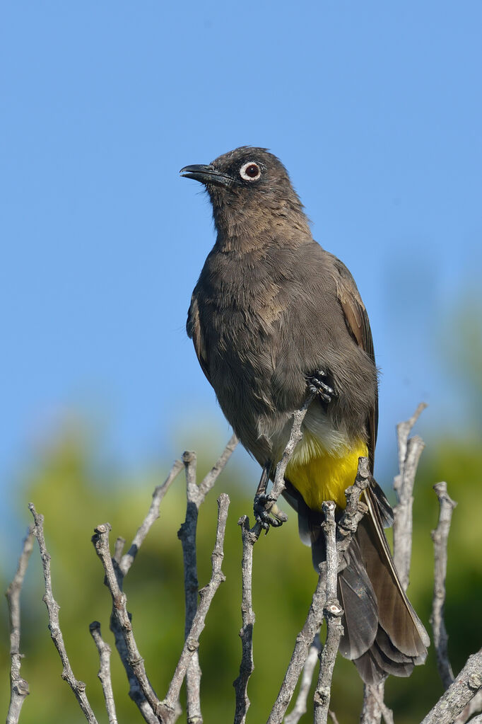 Cape Bulbul