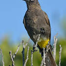 Bulbul du Cap