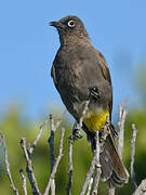 Bulbul du Cap