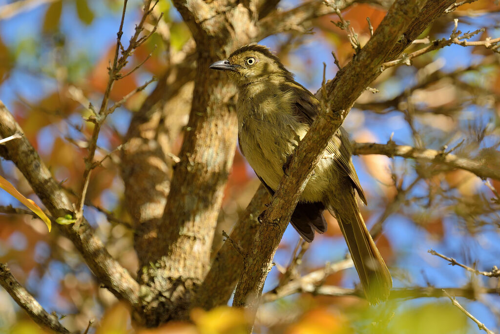 Bulbul importunadulte