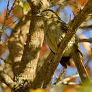 Bulbul importun
