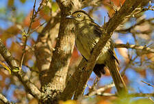 Bulbul importun