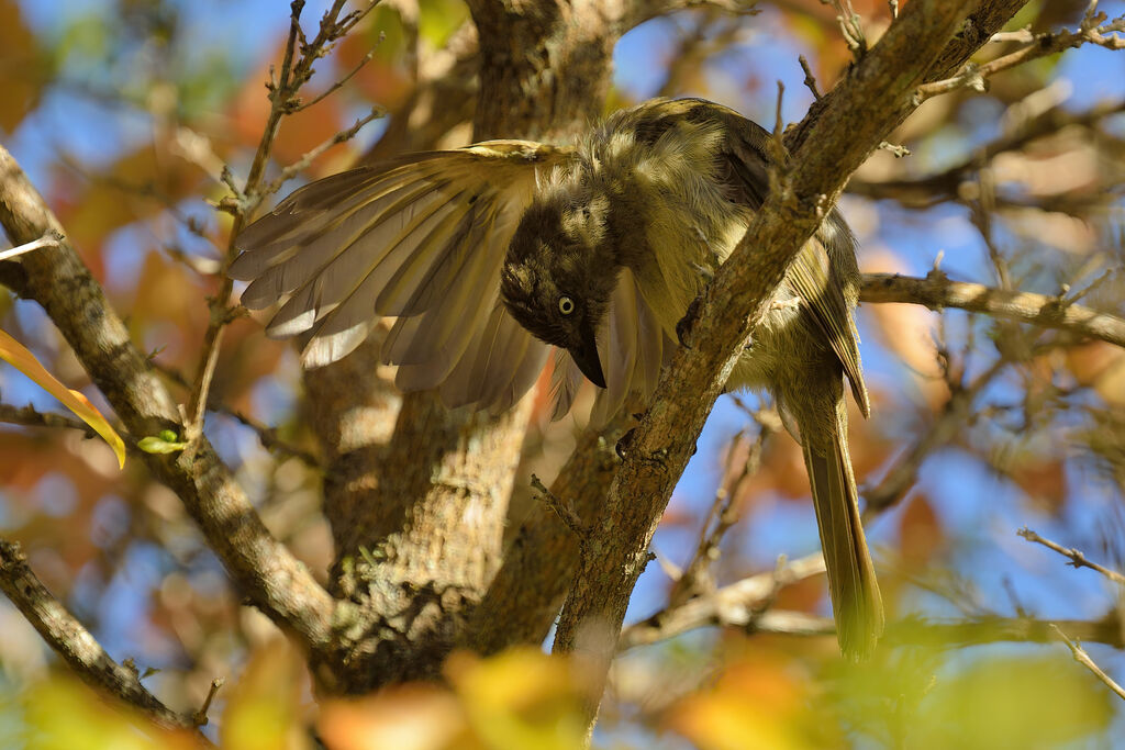 Bulbul importun