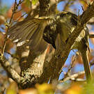 Bulbul importun