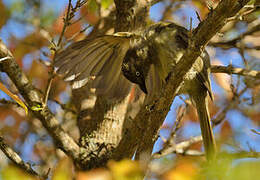 Bulbul importun