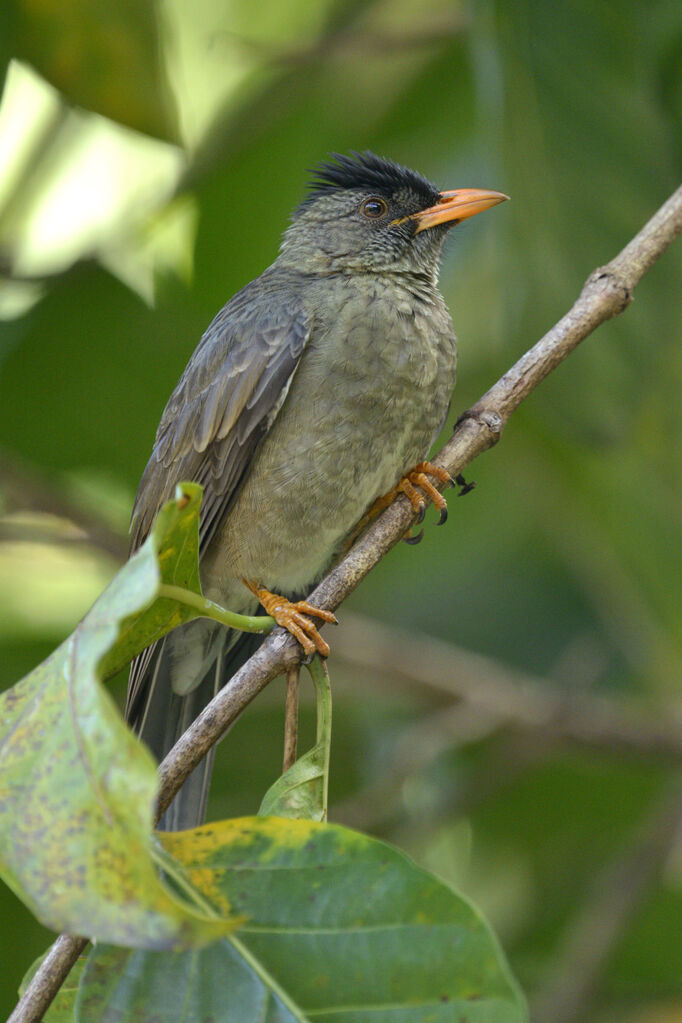 Seychelles Bulbulsubadult