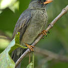 Bulbul merle
