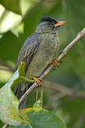 Seychelles Bulbul