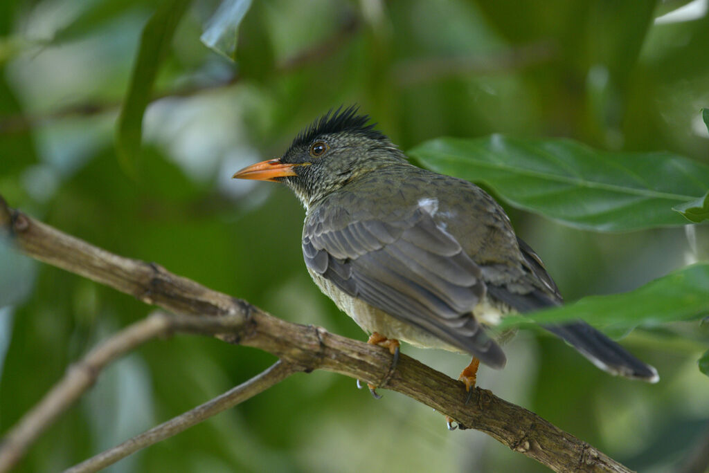 Bulbul merlesubadulte