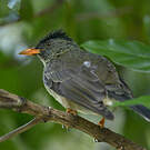 Bulbul merle