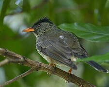 Bulbul merle