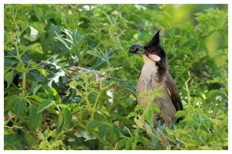 Bulbul orphéeadulte