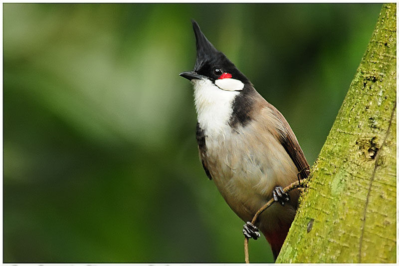 Bulbul orphéeadulte