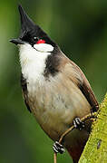 Red-whiskered Bulbul