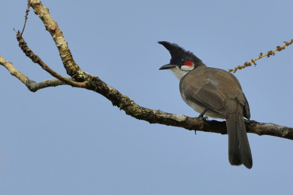 Red-whiskered Bulbuladult