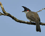 Bulbul orphée