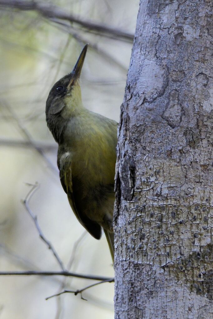 Long-billed Bernieriaadult