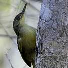 Bulbul tétraka