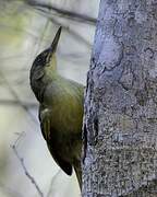 Long-billed Bernieria