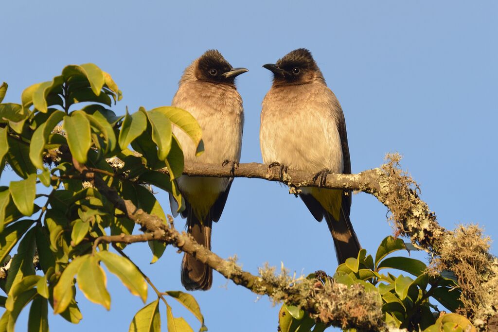 Bulbul tricoloreadulte