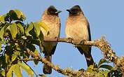 Bulbul tricolore