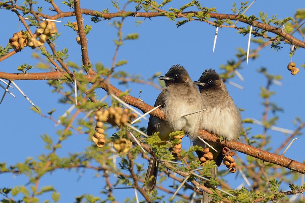 Bulbul tricolore