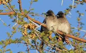 Bulbul tricolore
