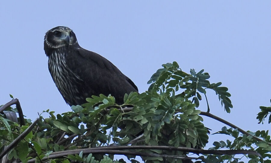 Long-winged Harrier female adult