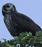 Long-winged Harrier