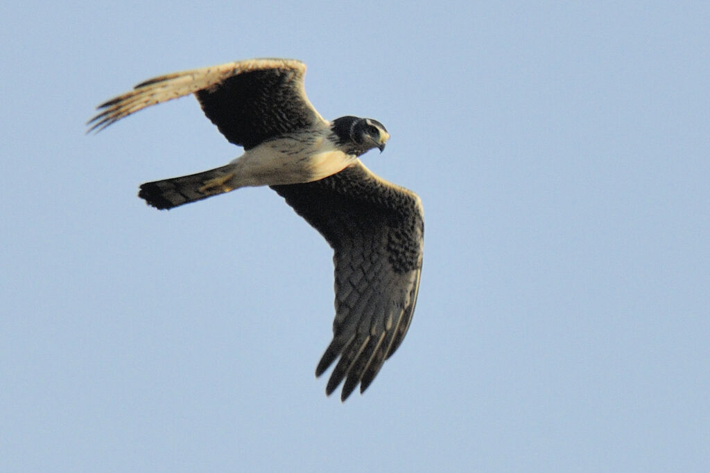 Long-winged Harrier male adult