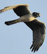 Long-winged Harrier