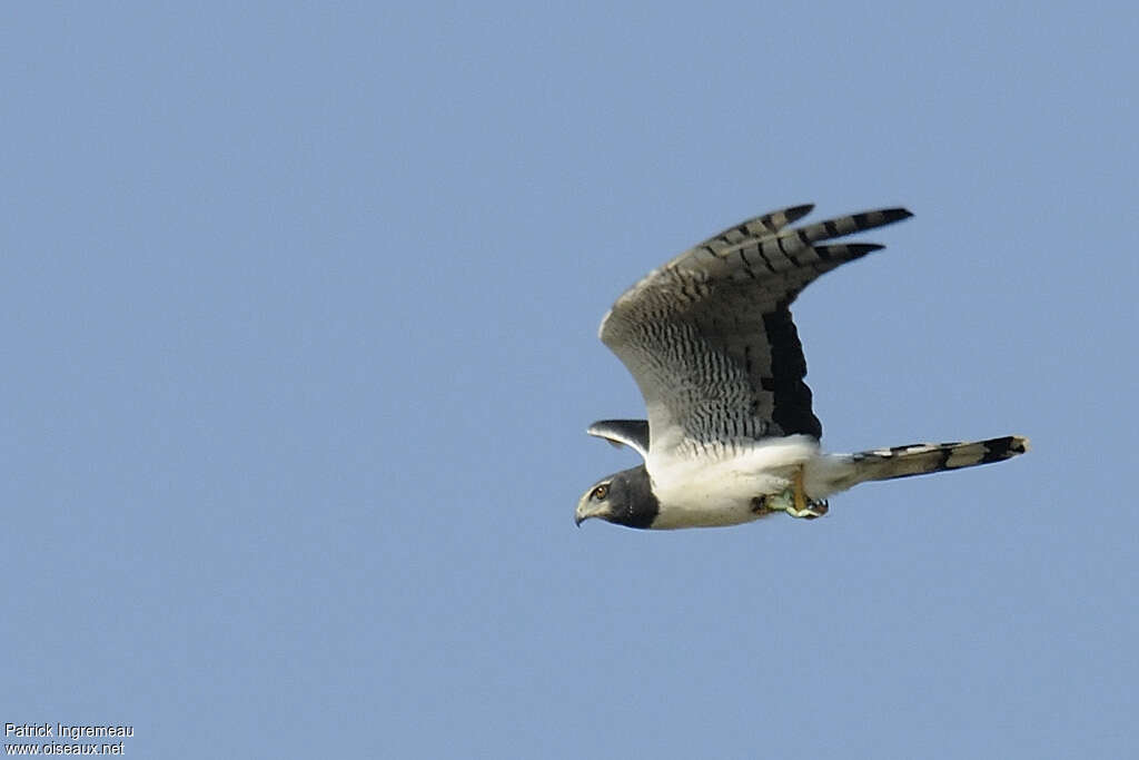 Long-winged Harrier male adult, Flight