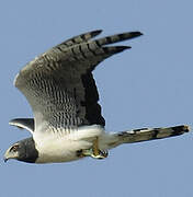 Long-winged Harrier