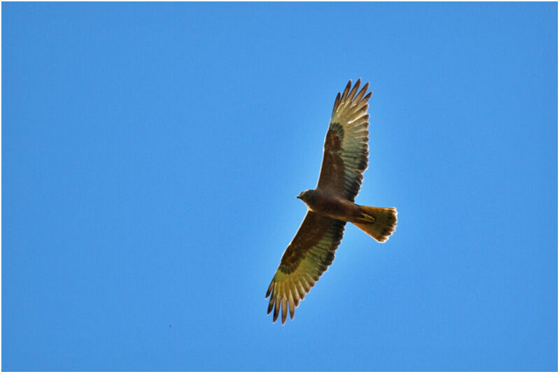 Swamp Harrierimmature