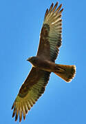 Swamp Harrier