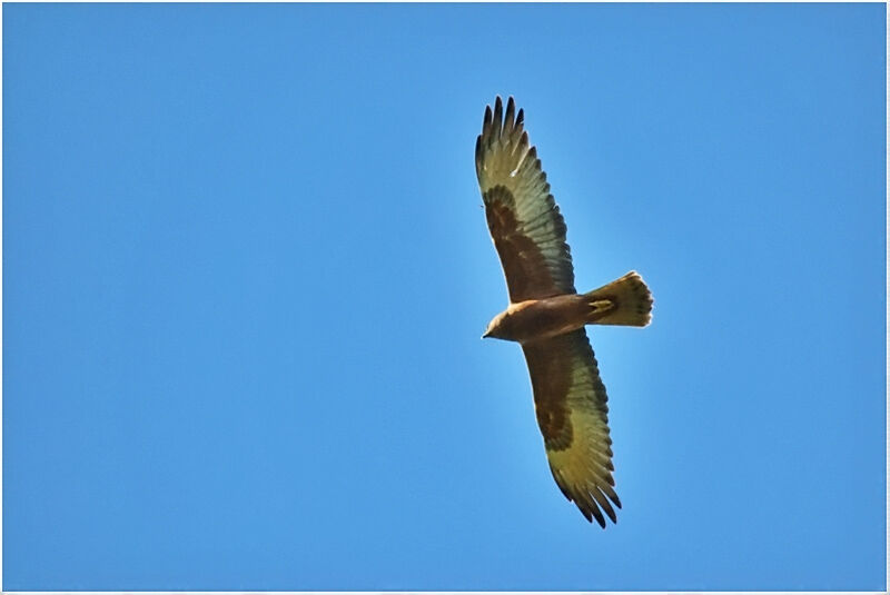 Swamp Harrierimmature