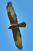 Swamp Harrier