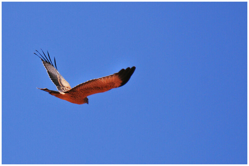 Spotted Harrierimmature