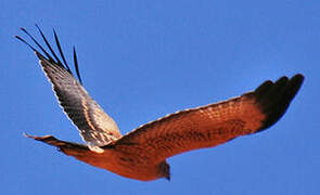 Spotted Harrier