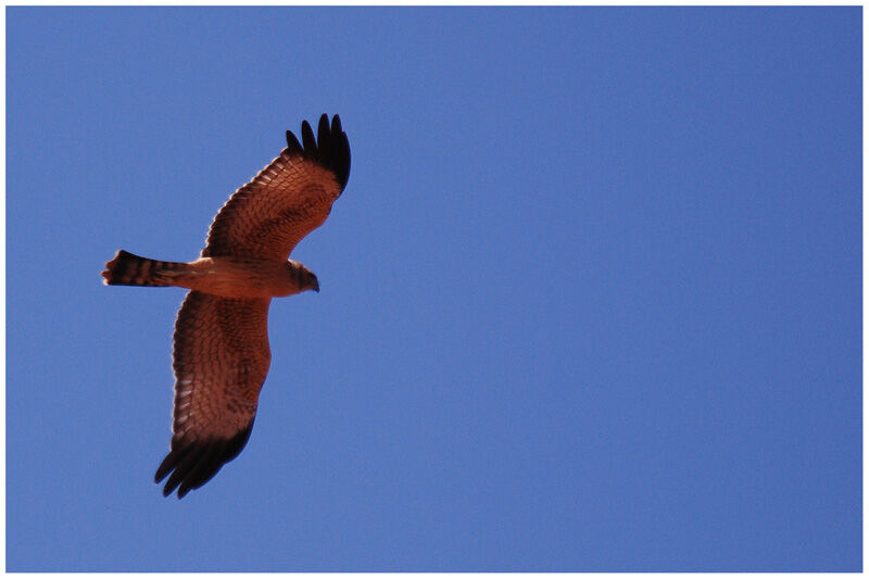 Spotted Harrierimmature