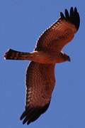 Spotted Harrier