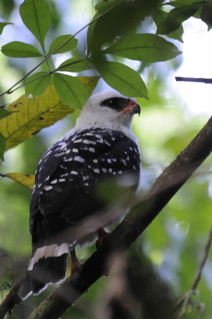 Black-faced Hawkadult