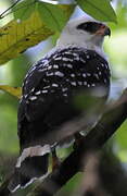 Black-faced Hawk