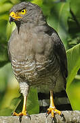 Roadside Hawk