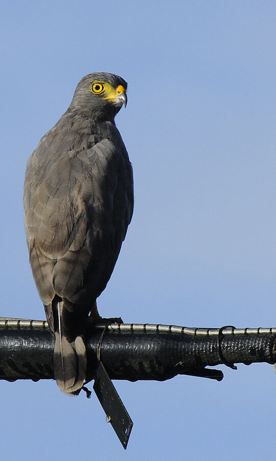 Roadside Hawkadult