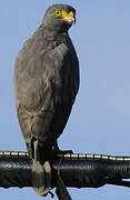 Roadside Hawk