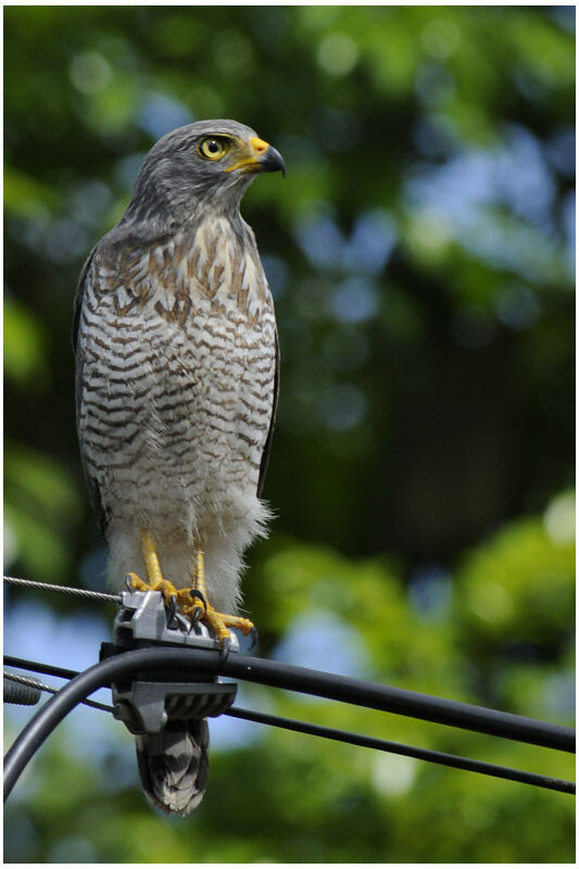 Roadside Hawkadult