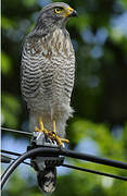 Roadside Hawk